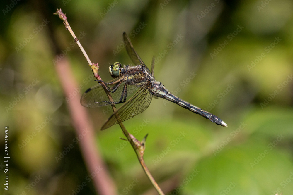 Macro photo of a dragonfly head Macro photo of a dragonfly head