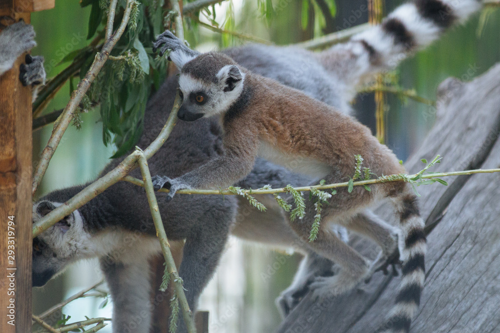 Obraz premium Young funny ring-tailed lemur