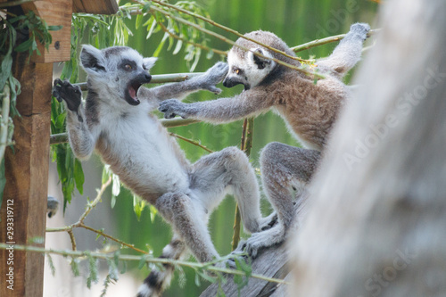 Young funny  ring-tailed lemurs playing