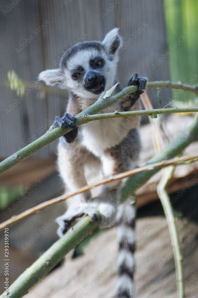 Young funny ring-tailed lemur Young funny ring-tailed lemur