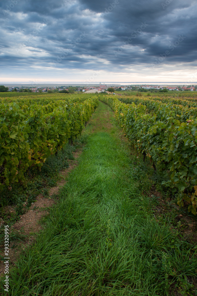 Vineyards near village of Rust on the lake in Burgenland
