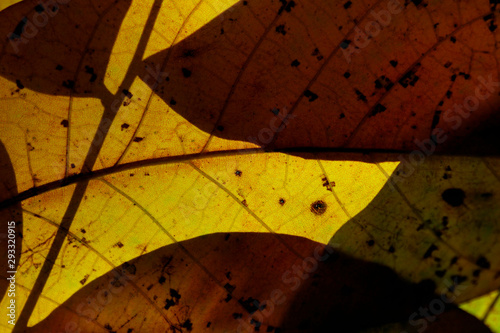 Blurred natural background. Cropped shot of autumn leaves texture, blurred shot. Soft nature background. Nature, autumn concept.