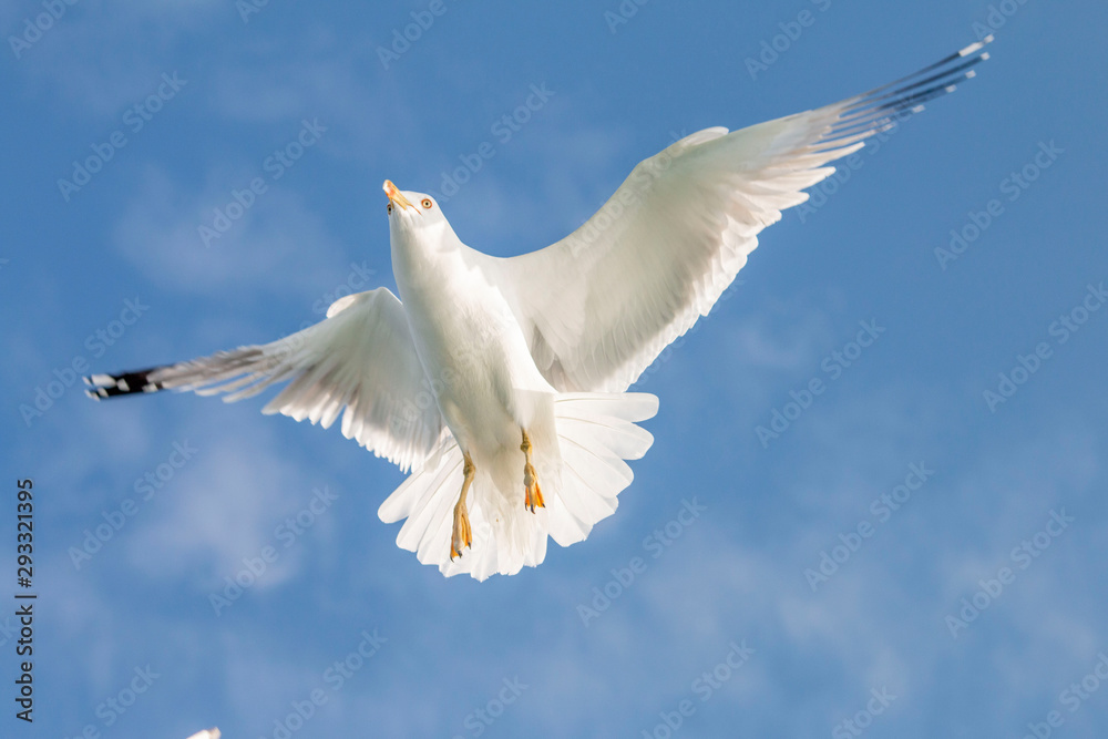 Obraz premium Seagull flying in the blue sky