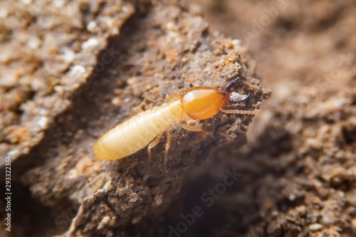 The small termite on decaying timber. The termite on the ground is searching for food to feed the larvae in the cavity.