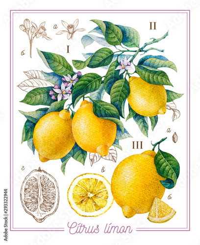 Botanical lemon. Watercolor. Citrus fruit