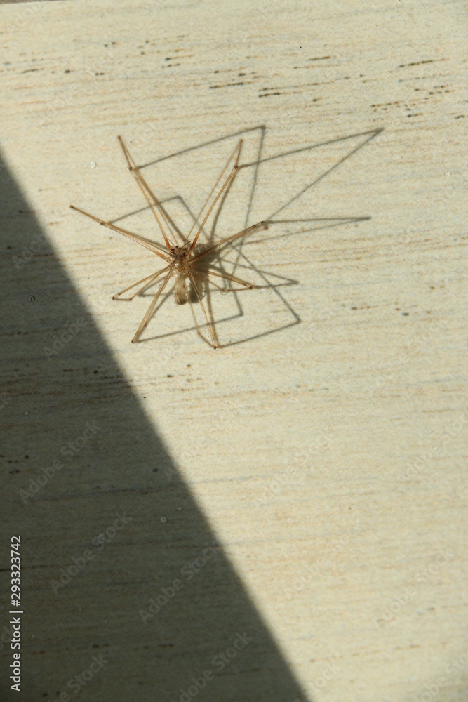Spider on a white floor. Paws and shadows of the sun. Spider on a white floor. Paws and shadows of the sun.