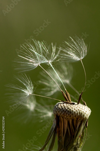 Closeup of dandelion - natural background