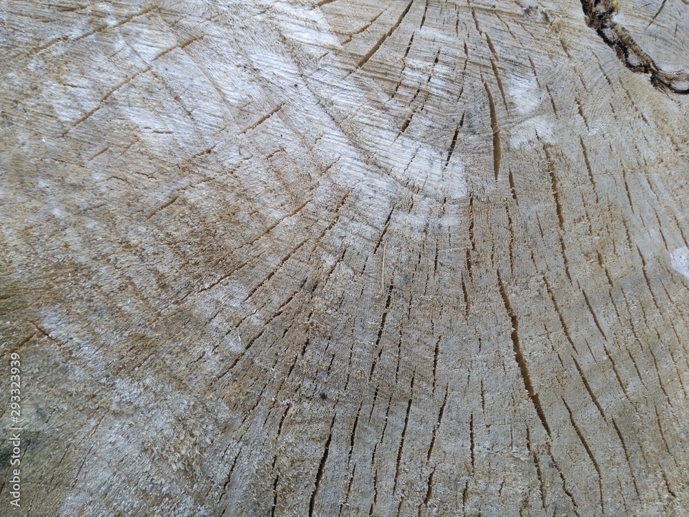 Fototapeta premium Beautiful wood texture, background slice trunk stump cut tree