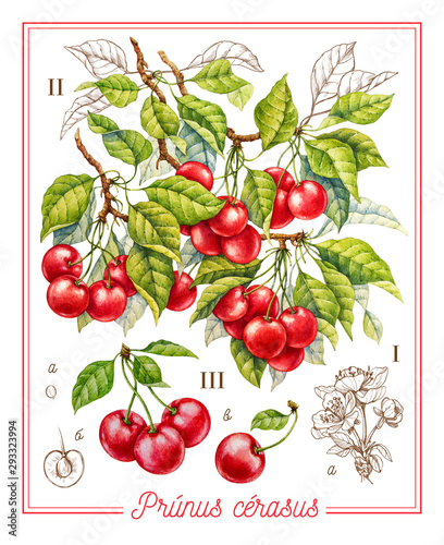 Cherry. Watercolor botanical illustration.