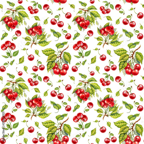 Cherry. Watercolor botanical illustration.