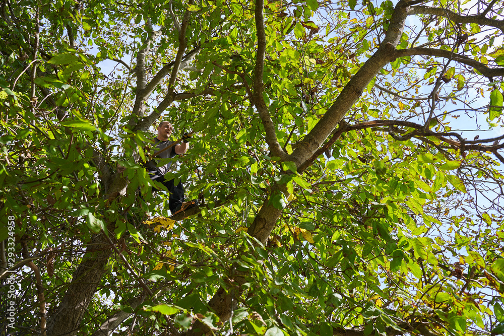 Fototapeta premium Farmer harvesting walnuts