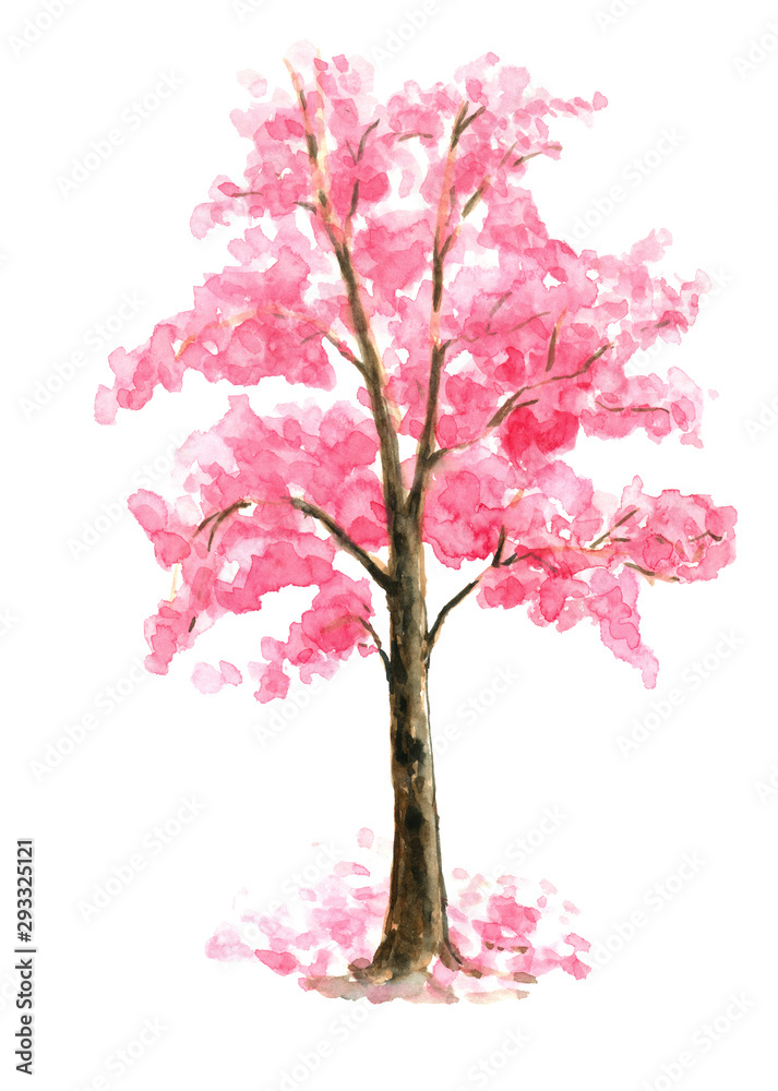 Obraz premium Pink Cherry Blossom tree watercolor painting hand drawn on isolated white background
