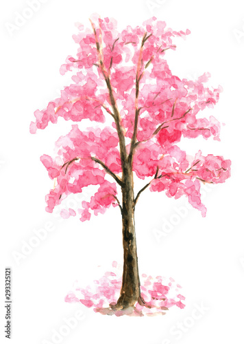 Pink Cherry Blossom tree watercolor painting hand drawn on isolated white background © Kunrus