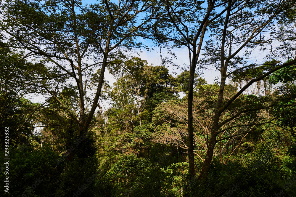 Tropical rainforest  landscape in Ijen volcano slope (East Java, Indonesia)