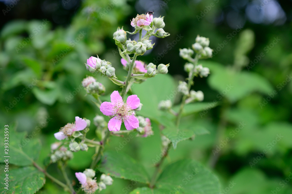 Blackberry plant blooming in  wood early spring