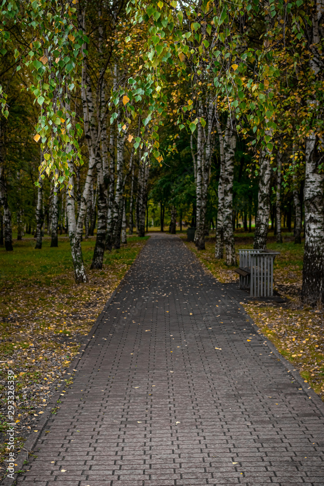 Obraz premium Beautiful autumn park. Autumn in Moscow. Fall trees and leaves. Autumn Landscape. Park in Fall. Forest in Autumn.