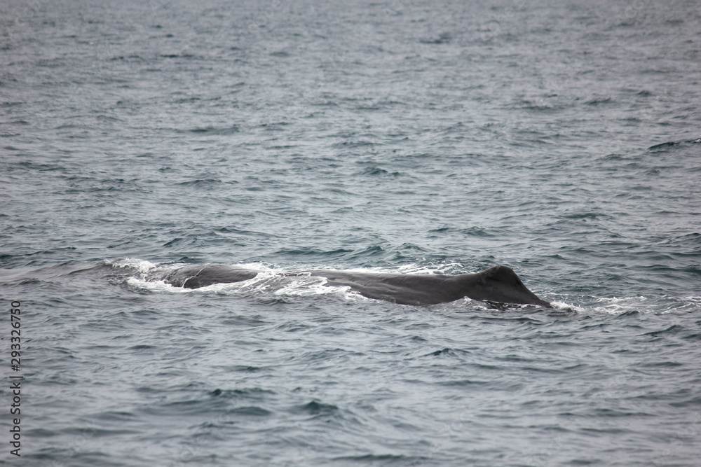 Whale in the sea