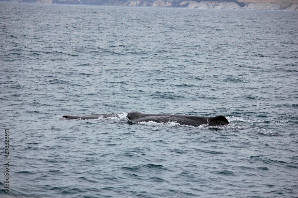 Obraz premium Whale on the surface of the sea