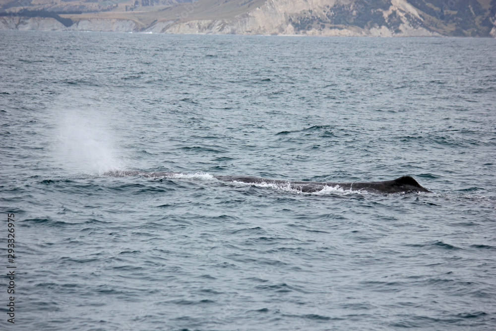 Obraz premium Whale in the pacific ocean