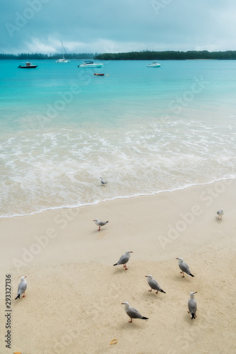 A group of seagulls on the beach at Kuto Bay with boats on the water and pine forests at horizon in the background at the secluded Isle of Pines in New Caledonia Archipelago, South Pacific Ocean.