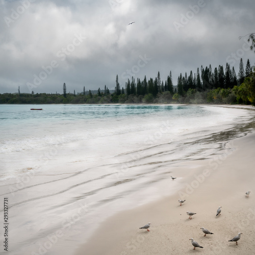 Fototapeta Naklejka Na Ścianę i Meble -  The beautiful, pristine beach at Kuto Bay with some seagulls in the foreground and the pine tree forest at horizon that actually gives it the name Isle of Pines in New Caledonia, South Pacific Ocean.