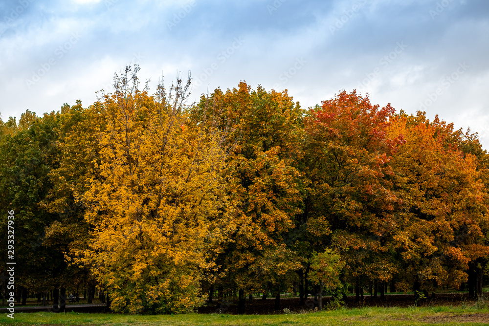 Beautiful autumn park. Autumn in Moscow. Fall trees and leaves. Autumn Landscape. Park in Fall. Forest in Autumn. Beautiful autumn park. Autumn in Moscow. Fall trees and leaves. Autumn Landscape. Park in Fall. Forest in Autumn.
