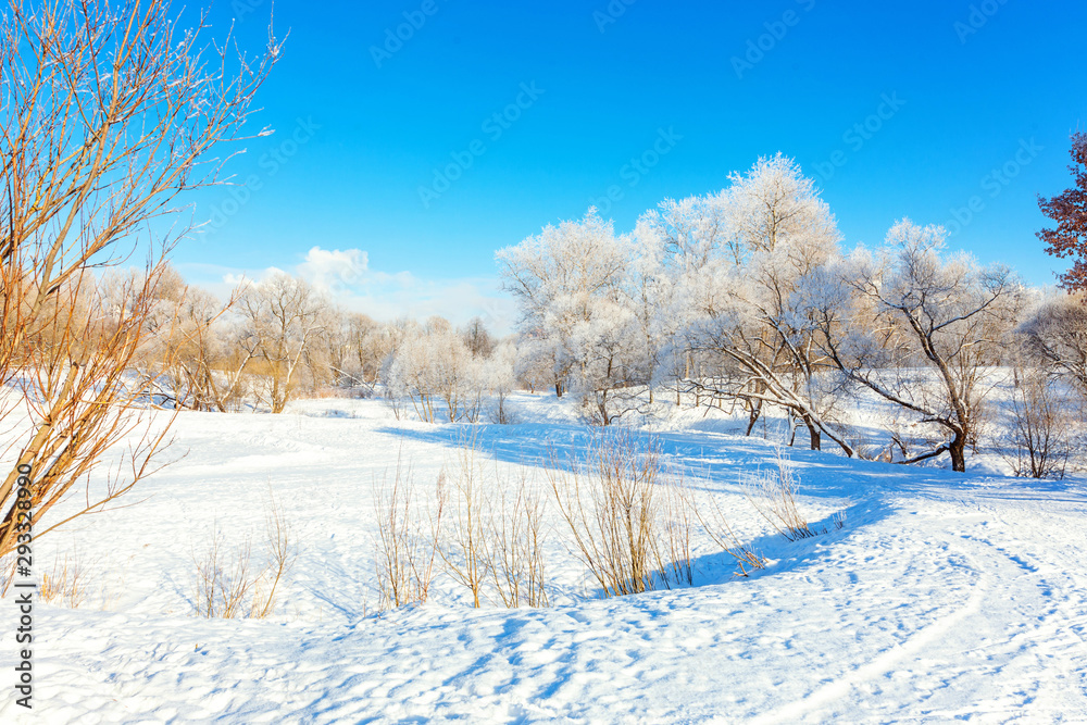 Frosty trees in snowy forest, cold weather in sunny morning. Tranquil winter nature in sunlight. Inspirational natural winter garden or park. Peaceful cool ecology nature landscape background