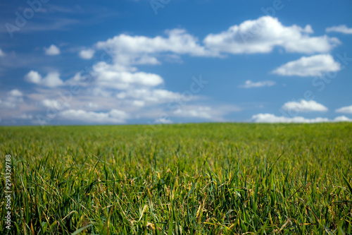Fototapeta Naklejka Na Ścianę i Meble -  Green meadow and blues sky with white clouds