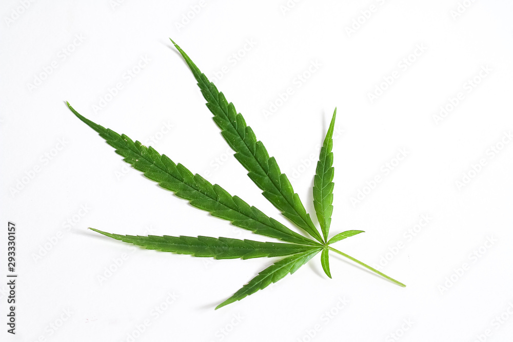 Cannabis leaf close up, marijuana ganja weed leaves on white background in natural light Cannabis leaf close up, marijuana ganja weed leaves on white background in natural light