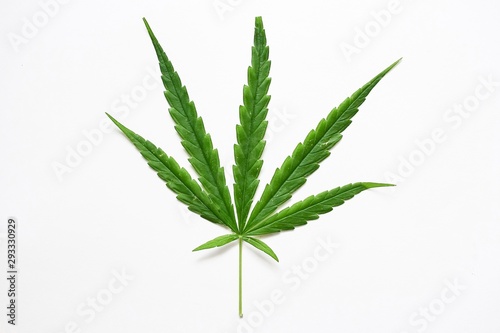 Cannabis leaf close up, marijuana ganja weed leaves on white background in natural light