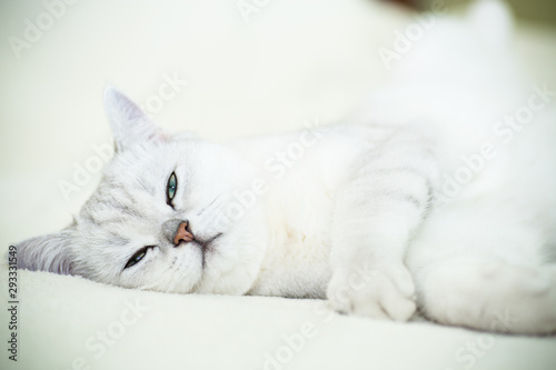 beautiful young cat breed Scottish chinchilla straight