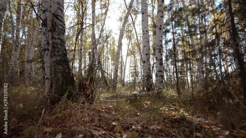 Wallpaper Mural Steadicam movement through wild autumn forest. Torontodigital.ca