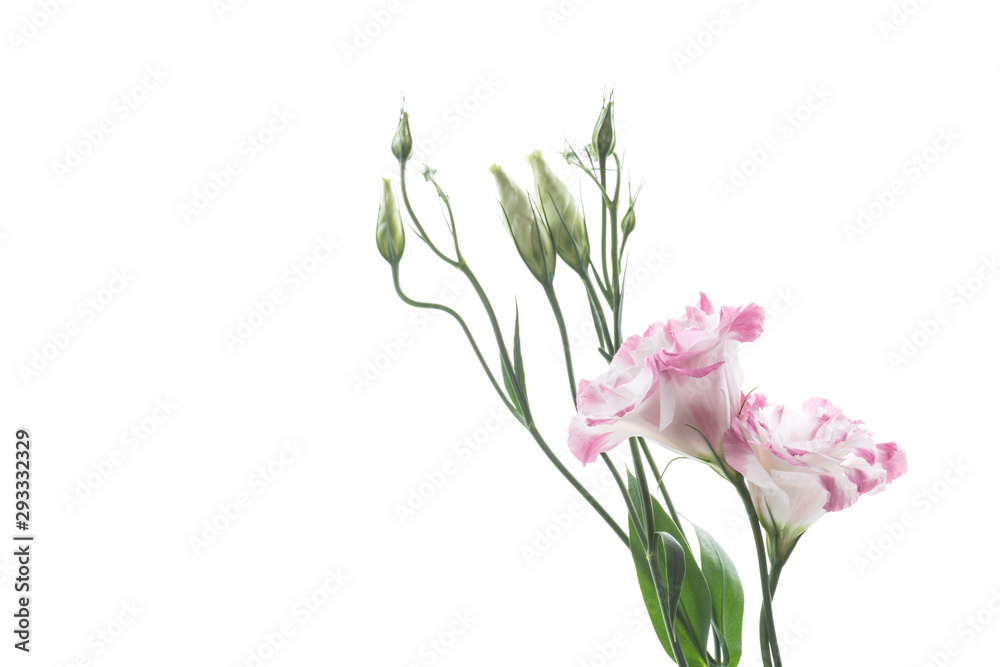 beautiful pink lisianthus flowers isolated on white