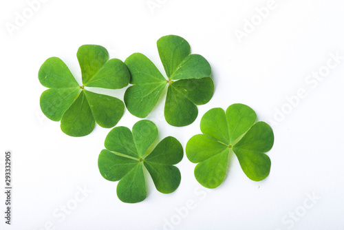 Green clover leaf isolated on white