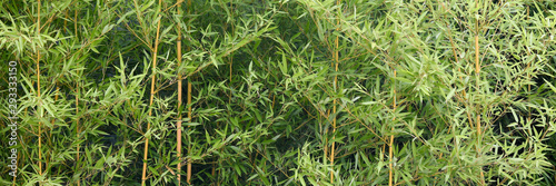 Bamboo rainforest