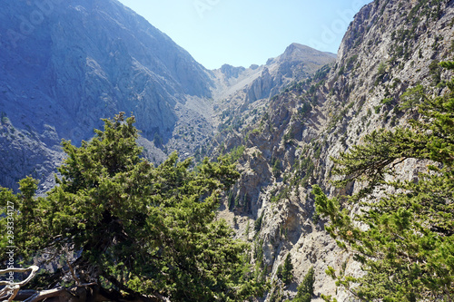 Pine tree on the trail in front of the entrances to the amazing famous Samaria gorge on the island of Crete, Greece.