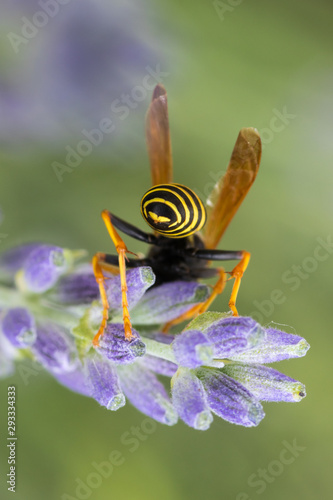 Sting of wasp Vespa vulgaris macro photo