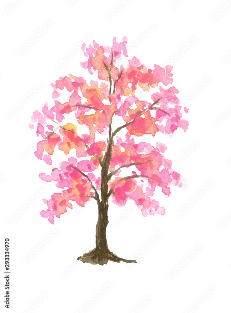 Obraz premium Pink Cherry Blossom tree watercolor painting hand drawn on isolated white background