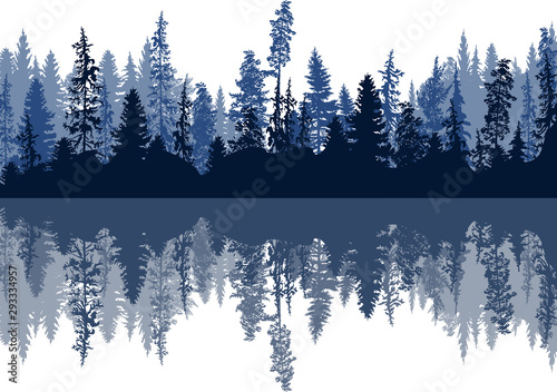 dark blue fir forest stripe with reflection on white