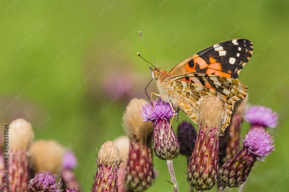 Close up image of colorful painted lady butterfly with spread wings sitting on purple thistle growing in a meadow on a summer day. Blurry green background. Close up image of colorful painted lady butterfly with spread wings sitting on purple thistle growing in a meadow on a summer day. Blurry green background.