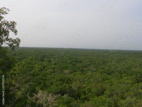 Dschungel Jungle Maya 