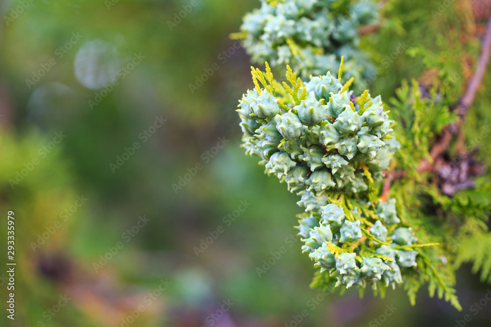 Green cones of thuja western on a branch, close-up. The botanical family of thuja is cupressaceae trees Green cones of thuja western on a branch, close-up. The botanical family of thuja is cupressaceae trees