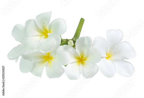 frangipani flower isolated on white on white background