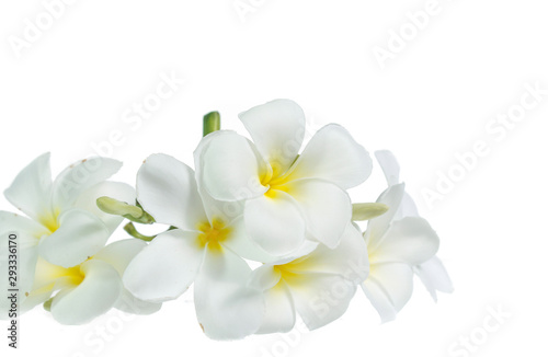 frangipani flower isolated on white on white background