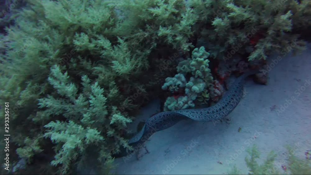 Giant moray eel hunting on reef during the day. Swims across sand through the reef with a napoleon wrasse following.