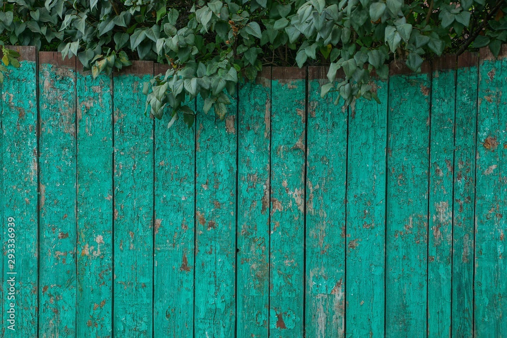 texture of green wooden fence boards with branches and leaves texture of green wooden fence boards with branches and leaves