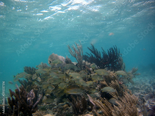 Fish Fisch Snorkeling 