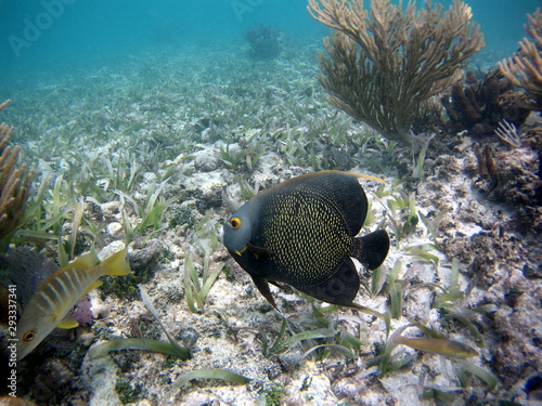 Dschungel Jungle Maya 