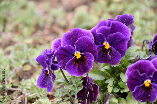 Pansy - Viola x wittrockiana.