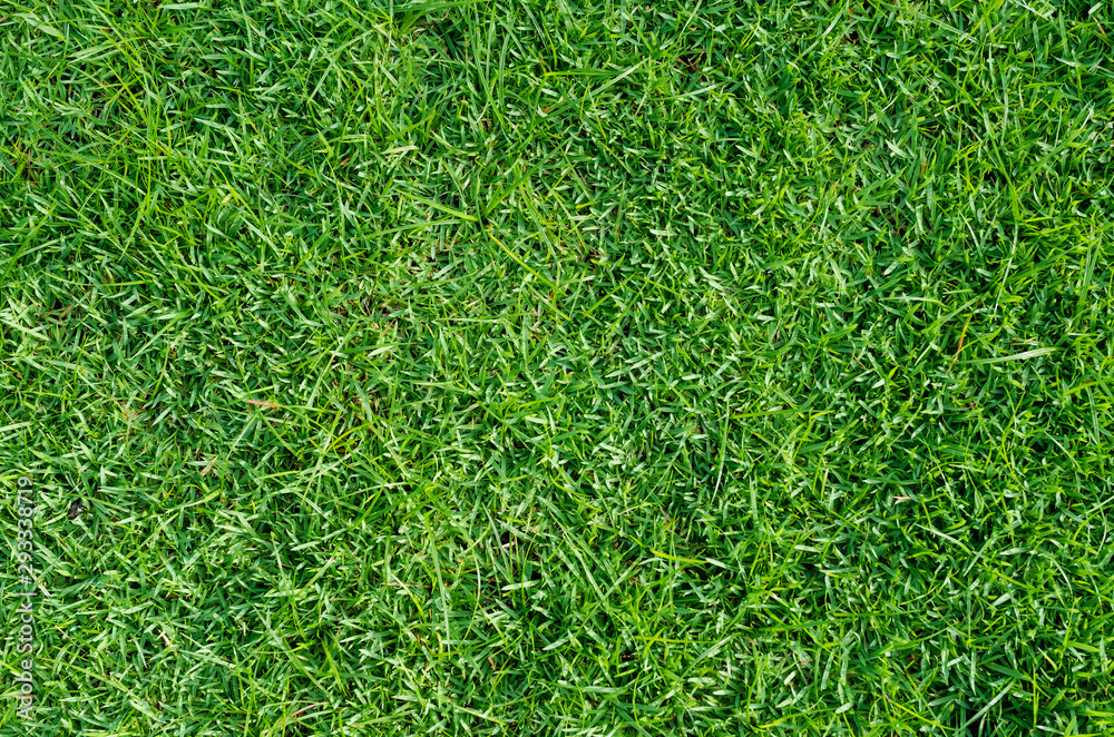 Green grass texture for background. Green lawn pattern and texture background. Close-up. Green grass texture for background. Green lawn pattern and texture background. Close-up.